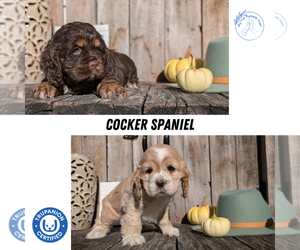 Cocker Spaniel Litter for sale in GOSHEN, IN, USA