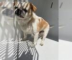 Small Pug Mix