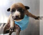 Small American Staffordshire Terrier Mix
