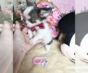Chihuahua Puppy for sale in TRACY, CA, USA