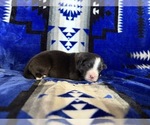 Puppy Do Australian Shepherd