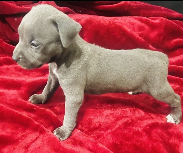 Medium Photo #1 American Pit Bull Terrier Puppy For Sale in TRENTON, NJ, USA