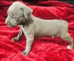 Puppy Puppy 3 American Pit Bull Terrier