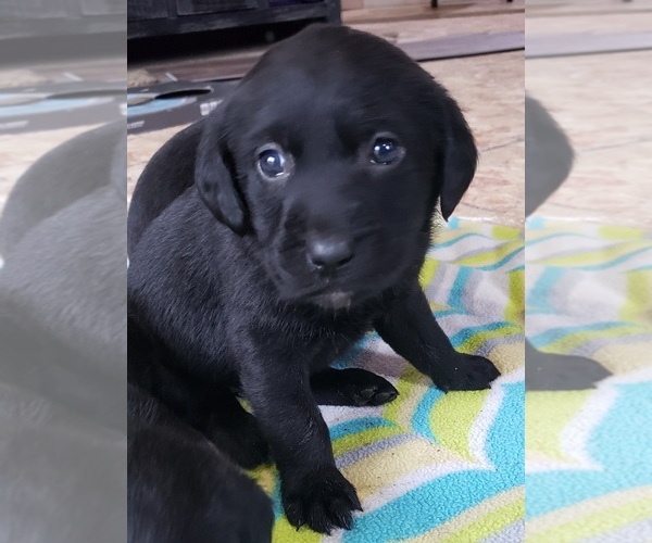 Medium Photo #153 Labrador Retriever Puppy For Sale in OLYMPIA, WA, USA
