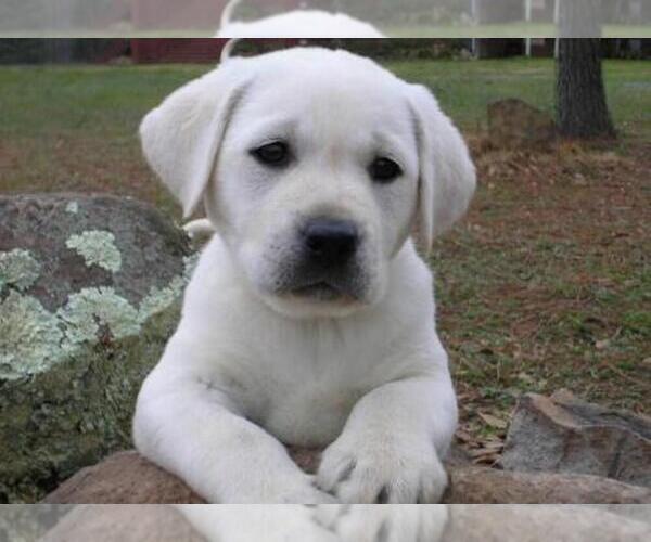 Medium Photo #17 Labrador Retriever Puppy For Sale in GOLD CANYON, AZ, USA