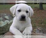 Small #16 Labrador Retriever