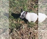 Puppy 3 French Bulldog