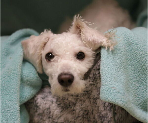 Medium Photo #18 Mutt Puppy For Sale in Philadelphia, PA, USA