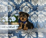 Small Photo #1 Yorkshire Terrier Puppy For Sale in NEW PROVIDENCE, PA, USA
