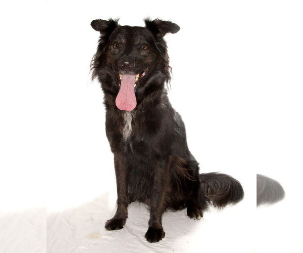 Medium Photo #2 Border Collie-Unknown Mix Puppy For Sale in Oakland Park, FL, USA