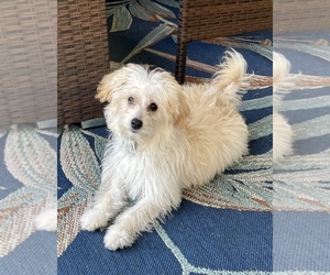 Pookimo Puppy for sale in SARASOTA, FL, USA