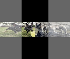 French Bulldog Litter for sale in SUNNYSIDE, WA, USA