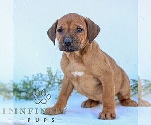 Rhodesian Ridgeback Puppy for sale in GORDONVILLE, PA, USA