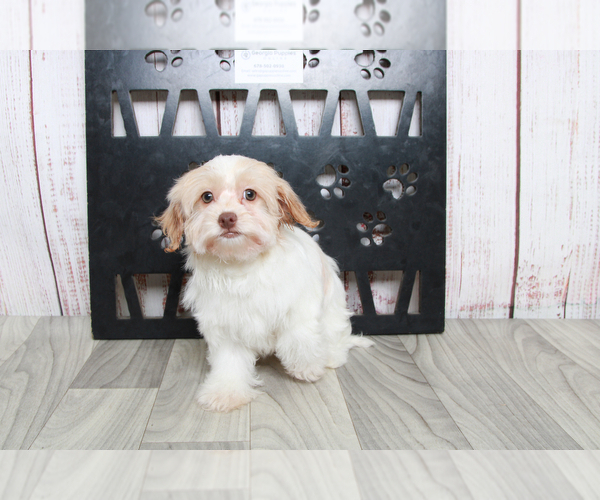 Medium Photo #2 Havanese Puppy For Sale in MARIETTA, GA, USA