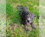 Small #6 American Bully