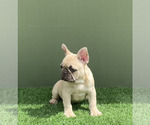 Small #6 French Bulldog