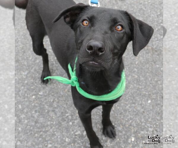 Medium Photo #6 Labrador Retriever-Unknown Mix Puppy For Sale in Washington, DC, USA