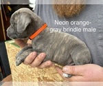 Puppy Ace Cane Corso