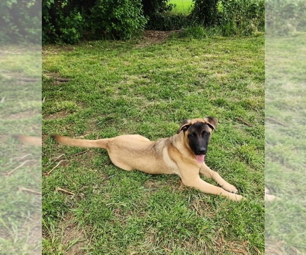 Medium Photo #7 Akita-German Shepherd Dog Mix Puppy For Sale in GRANTS PASS, OR, USA