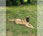Small Photo #7 Akita-German Shepherd Dog Mix Puppy For Sale in GRANTS PASS, OR, USA