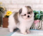 Small Photo #3 Pomeranian Puppy For Sale in SEATTLE, WA, USA