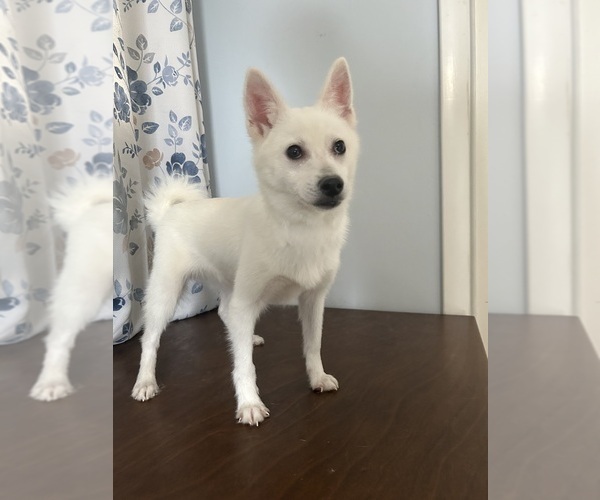 Medium Photo #22 Alaskan Klee Kai Puppy For Sale in DURHAM, CT, USA