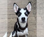Small Siberian Husky Mix