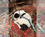 Small #3 Lab-Pointer