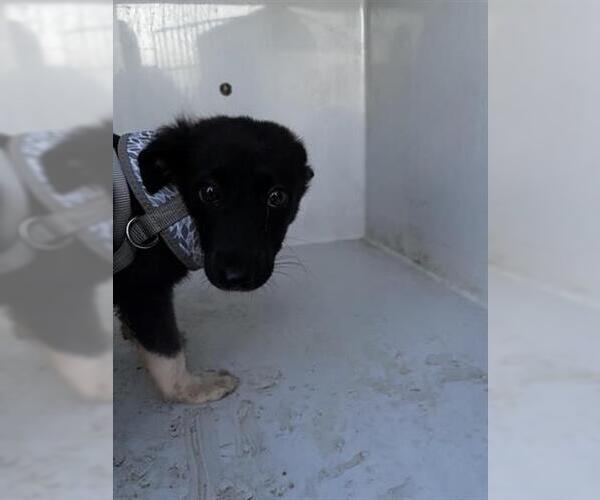 Medium Photo #1 Labrador Retriever-Unknown Mix Puppy For Sale in Houston, TX, USA