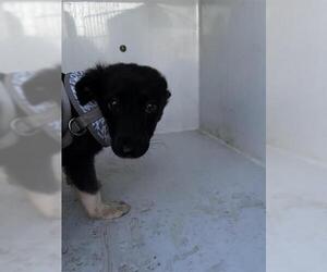 Labrador Retriever-Unknown Mix Dogs for adoption in Houston, TX, USA