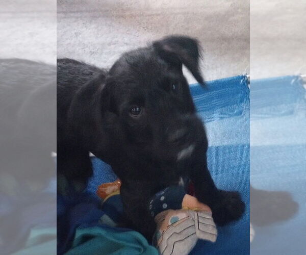 Medium Photo #1 Wirehaired lab Puppy For Sale in Aurora, IN, USA