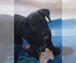 Small Wirehaired lab