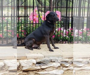 Labrador Retriever-Unknown Mix Dogs for adoption in Cleburne, TX, USA