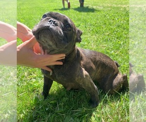 Mother of the French Bulldog puppies born on 05/12/2025