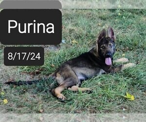 German Shepherd Dog Puppy for sale in KANSAS CITY, MO, USA