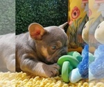 Small #7 French Bulldog