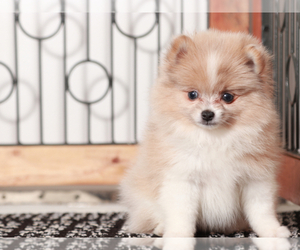 Pomeranian Puppy for Sale in NAPLES, Florida USA