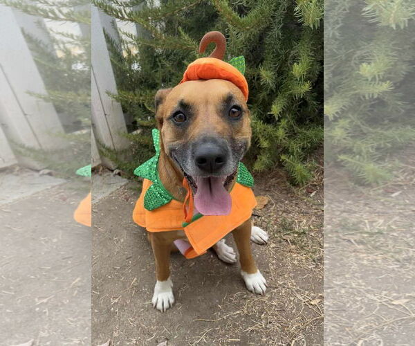 Medium Photo #4 American Pit Bull Terrier-Unknown Mix Puppy For Sale in Yuba City, CA, USA