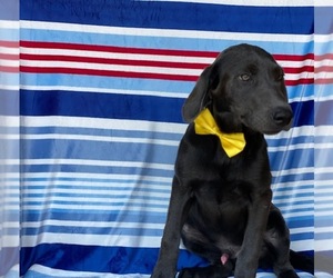 Labrador Retriever Puppy for sale in LANCASTER, PA, USA