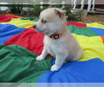 Small Photo #3 Pomsky Puppy For Sale in OCALA, FL, USA