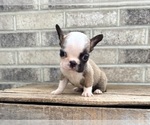 Small #2 French Bulldog