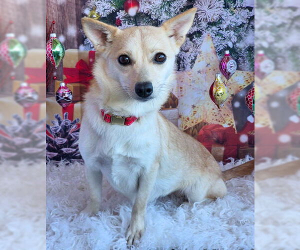 Medium Photo #2 Chihuahua-Unknown Mix Puppy For Sale in Chino Hills, CA, USA