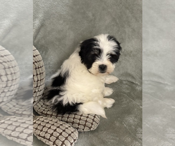 Medium Photo #11 Mal-Shi Puppy For Sale in DINWIDDIE, VA, USA