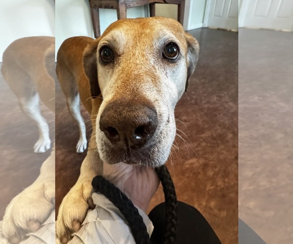 Medium Photo #3 Mutt Puppy For Sale in Stratham, NH, USA