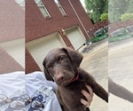 Small #10 Chesapeake Bay Retriever