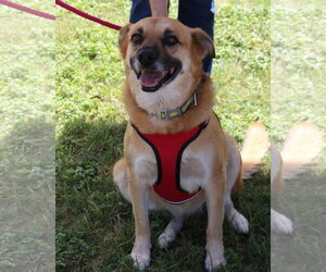 Sadie - Female Labrador Retriever Dog for Adoption - Photo #4