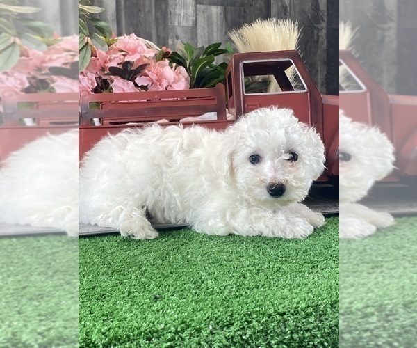 Medium Photo #6 Bichon Frise Puppy For Sale in CANOGA, NY, USA