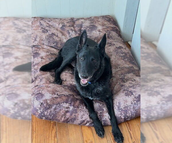 Medium Photo #8 Mutt Puppy For Sale in Imlay City, MI, USA