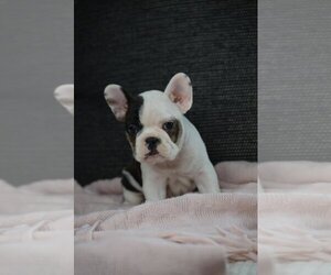 French Bulldog Puppy for sale in PROVIDENCE, RI, USA