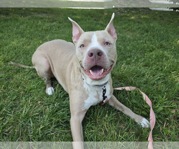 Medium Photo #1 American Pit Bull Terrier-Unknown Mix Puppy For Sale in Millersville, MD, USA